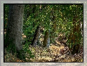 Las, Drzewa, Liściasty, Trawy
