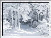 Las, Drzewa, Śnieg, Oszronione