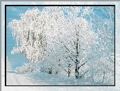 Las, Mróz, Śnieg, Zaspy