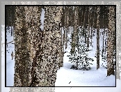 Las, Śnieg