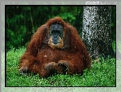 Orangutan, Las, Drzewa