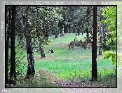 Polana, Las, Drzewa