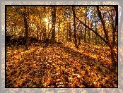 Las, Jesień, Liście, Promienie Słońca