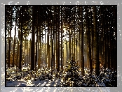Las, Zima, Drzewa, Przebijające światło