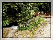 Przyroda, Las, Rzeka