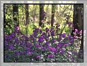 Las, Kwiaty, Purpurowe, Leśne