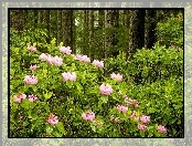 Las, Rododendron