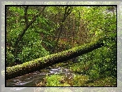 Las, Rzeka