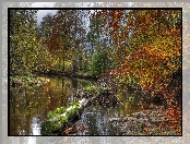 Las, Drzewo, Rzeka, Powalone
