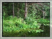 Las, Krzewy, Rzeka, Drzewa