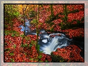 Las, Liście, Rzeka, Jesień