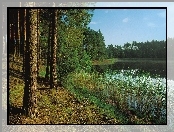 Las, Szuwary, Sosnowy, Jezioro