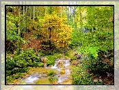Las, Jesień, Strumyk, Drzewa
