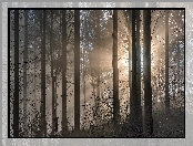 Las, Mgła, Przebijające światło, Drzewa