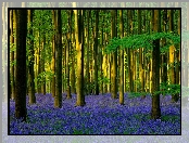 Wieś Micheldever, Anglia, Drzewa, Las, Światło słoneczne, Hrabstwo Hampshire, Hiacyntowiec zwyczajny, Micheldever Wood, Kwiaty