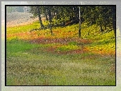 Wyoming, Las, Polana, Łąka, Park Narodowy Yellowstone