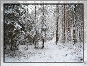 Zimowy, Las, Śnieg