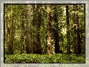 Drzewa, Stan Kalifornia, Stany Zjednoczone, Paprocie, Park Narodowy Redwood, Las