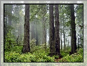 Mgła, Stany Zjednoczone, Stan Kalifornia, Park Narodowy Redwood, Las