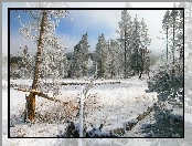 Lasy, Zima, Pola, Drzewa