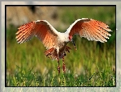 Lato, Rozmycie, Łąka, Ibis