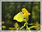 Latolistek cytrynek, Motyl