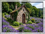 Dom, Lawenda, Rośliny, Pole, Drzewa