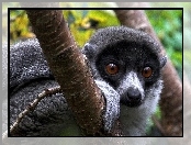 Lemur, Drzewo