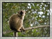 Lemur, Gałąz