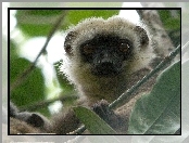 Lemur, Listki