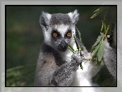 Lemur, Liśtki