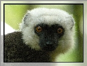 Lemur, Oczy, Sifaka, Głowa