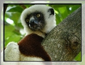 Lemur, Sifaka