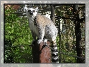 Lemur, Drzewa, Słupek, Liny