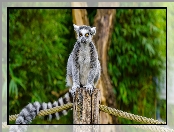 Lemur, Słupek