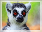 lemur