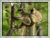 Dwa, Lemury, Drzewo