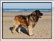 Leonberger, plaża