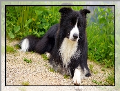 Leżący, Border collie, Rośliny