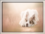 Leżący, Tło, Border collie, Rozmyte