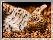 Leżący, Dziki kot jaguar