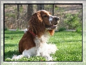 leżący, Springer spaniel walijski