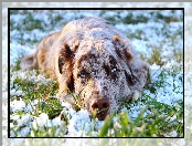 Trawa, Leżący, Owczarek australijski, Australian shepherd, Śnieg