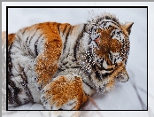 Leżący, Śnieg, Tygrys, Łapy