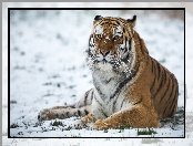 Leżący, Śnieg, Tygrys, Zima