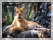 Tygrys, Liger, ZOO