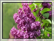 Kwitnący, Lilak, Bez, Jasnofioletowy, Liście