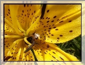 Żółta, Lilia, Pszczoła