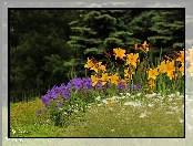 Żółte, Kwiaty, Lilie, Fioletowe