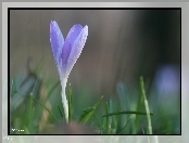 Liliowy, Wiosna, Krokus, Kwiat